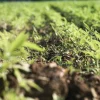 Jeune couvert végétal d'engrais vert semé à l'automne