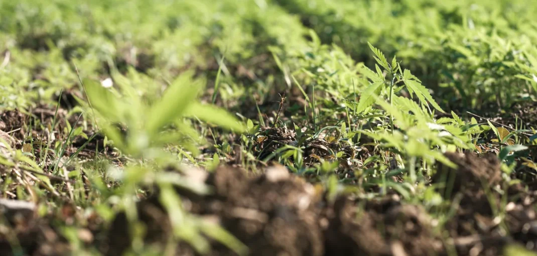 Jeune couvert végétal d'engrais vert semé à l'automne