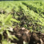 Jeune couvert végétal d'engrais vert semé à l'automne