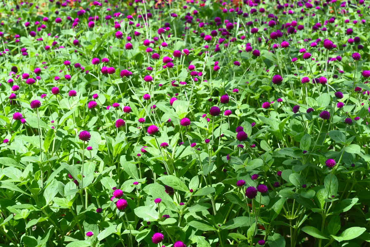 Couvert végétal fleuri d'engrais vert dans un jardin