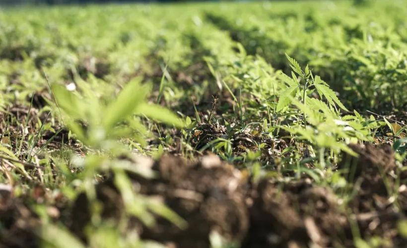 Jeune couvert végétal d'engrais vert semé à l'automne
