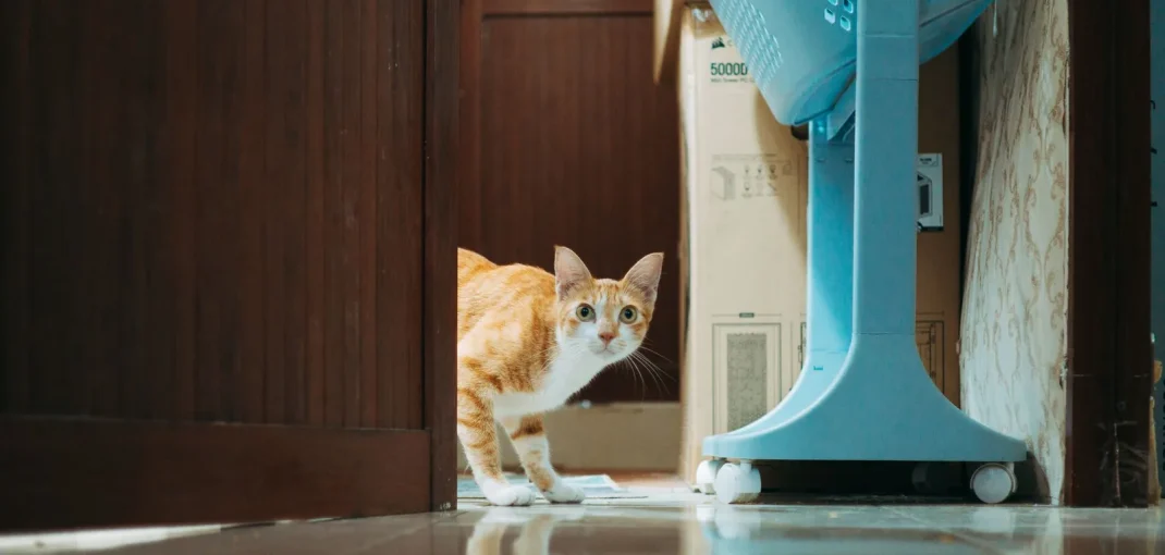 Chat d'intérieur à la maison