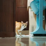 Chat d'intérieur à la maison