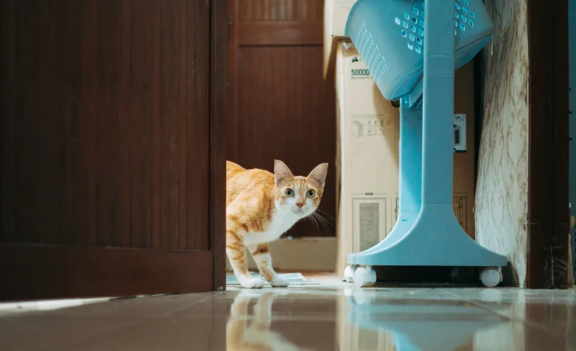 Chat d'intérieur à la maison