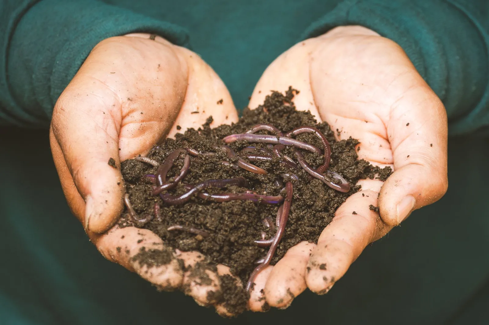 Compost et vers de terre tenus dans les mains