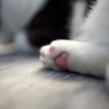 Coussinets d'un chat sur un sol propre à côté du bac