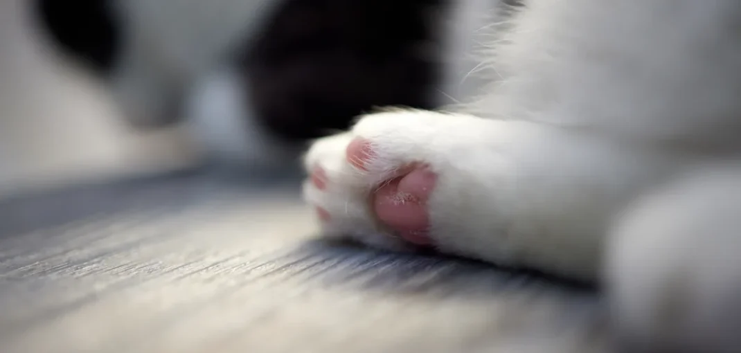 Coussinets d'un chat sur un sol propre à côté du bac