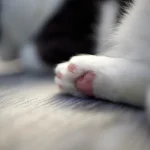 Coussinets d'un chat sur un sol propre à côté du bac