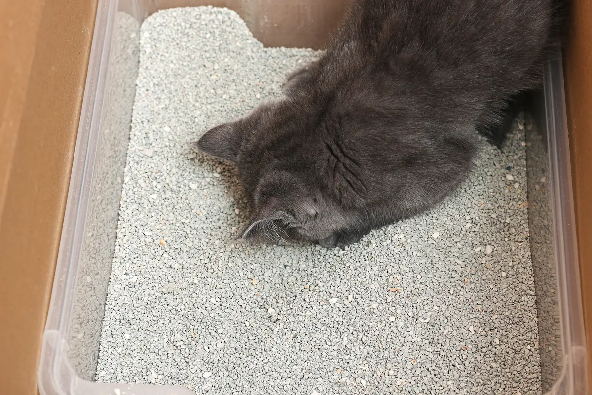 Chat sortant de son bac sur un tapis de litière