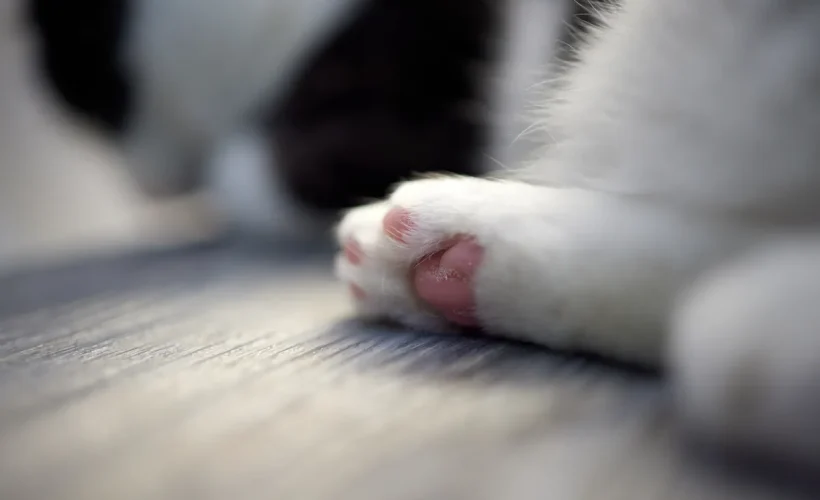 Coussinets d'un chat sur un sol propre à côté du bac