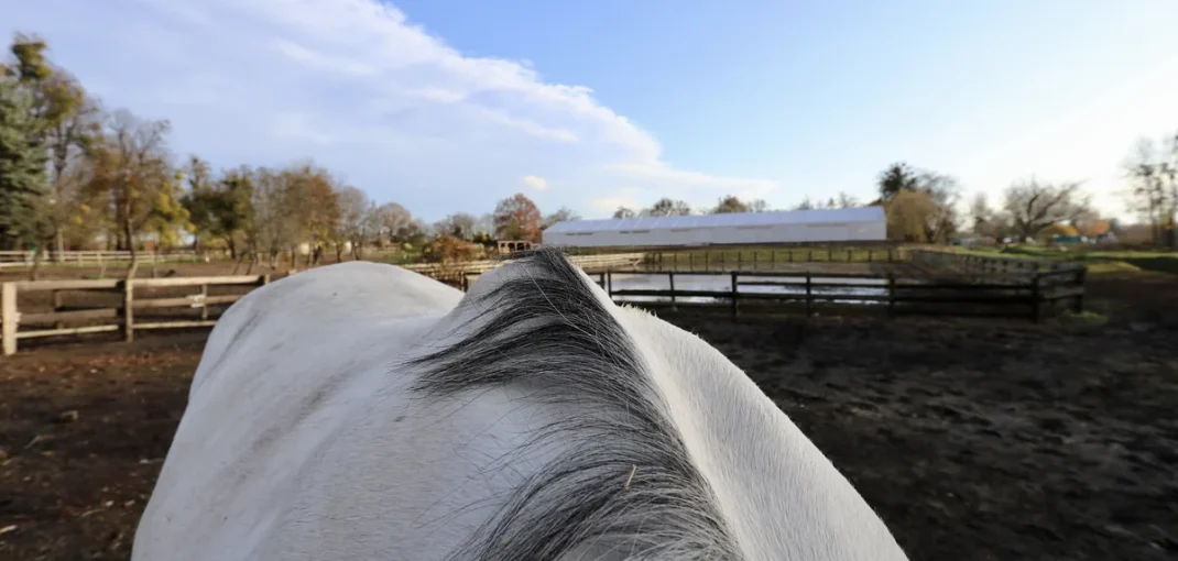 Cheval au box sur une litière sans poussière pour préserver ses voies respiratoires
