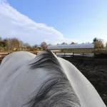Cheval au box sur une litière sans poussière pour préserver ses voies respiratoires