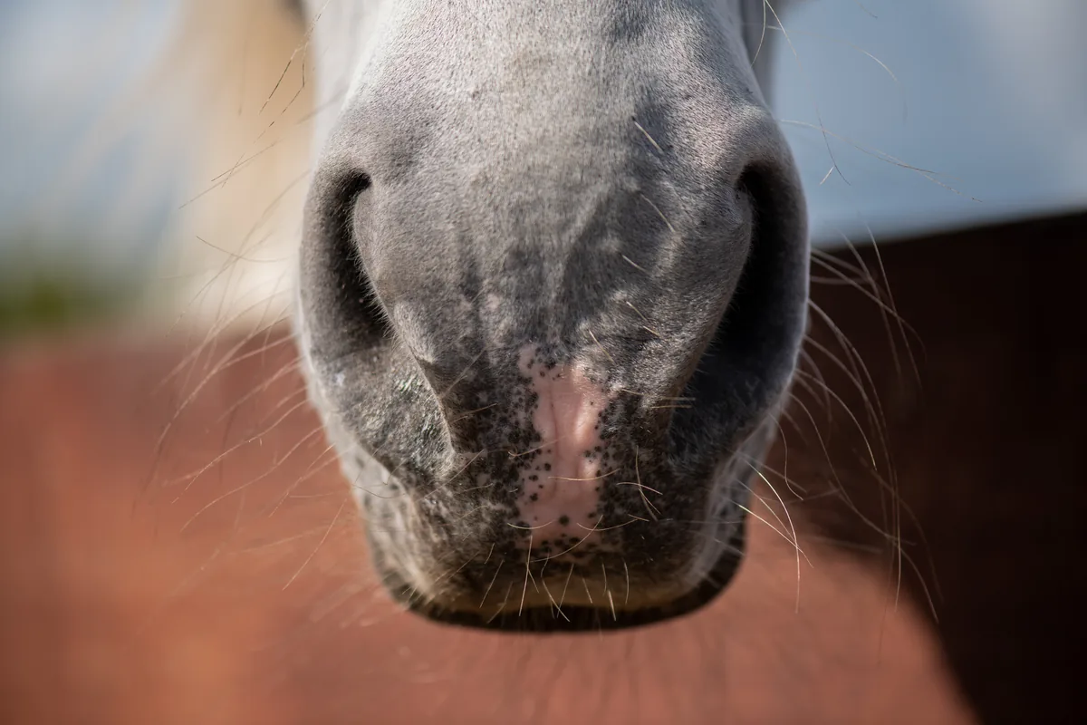 Naseaux d'un cheval au box, sensible aux poussières de litière