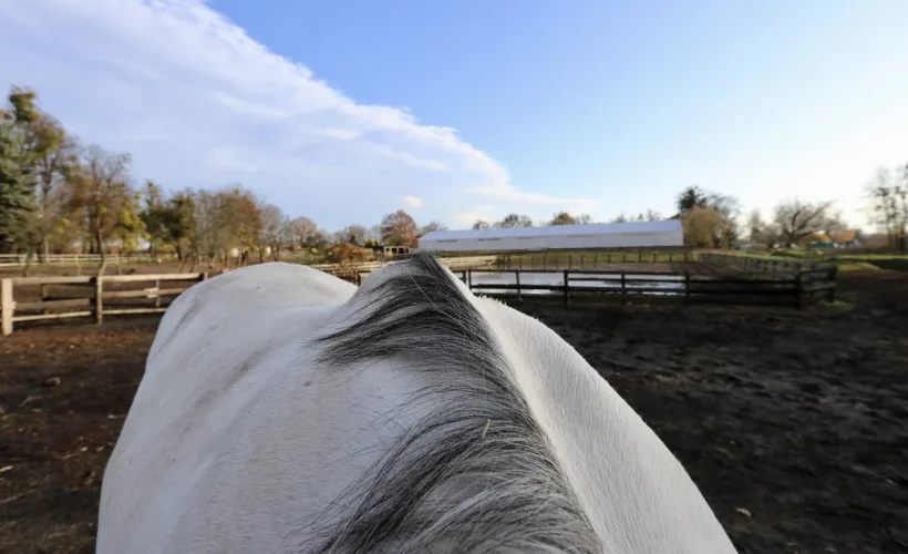 Cheval au box sur une litière sans poussière pour préserver ses voies respiratoires