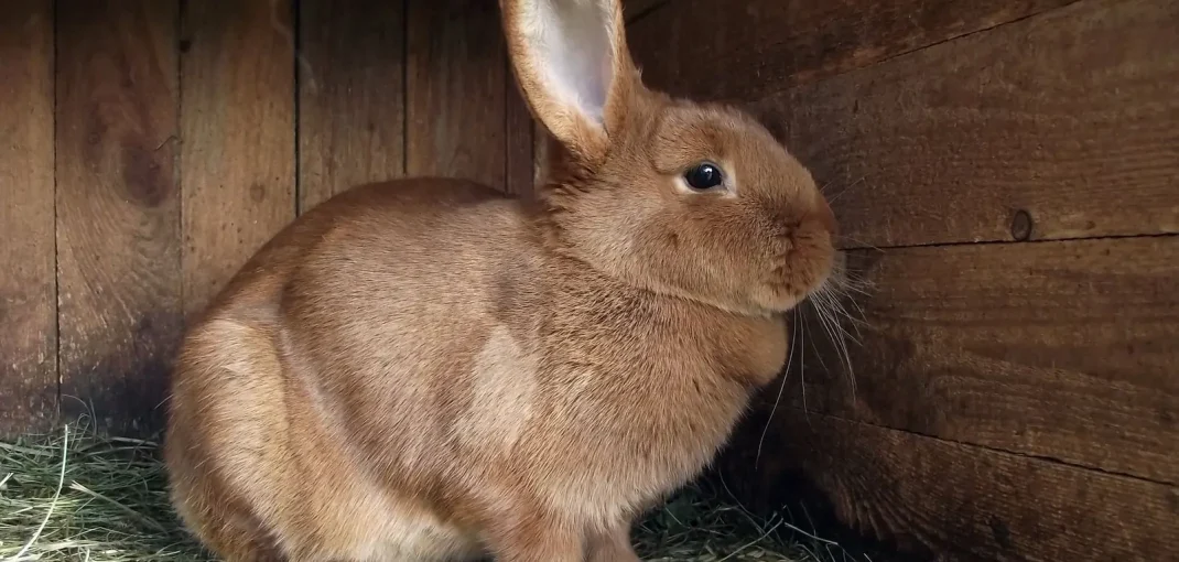 Lapin installé sur une litière végétale propre