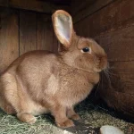 Lapin installé sur une litière végétale propre