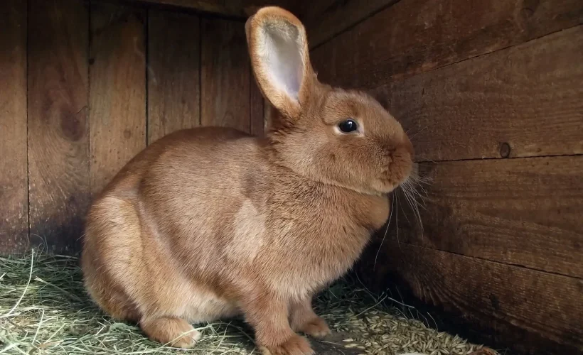 Lapin installé sur une litière végétale propre