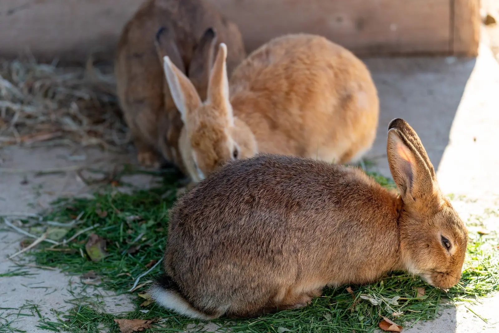 Lapins adultes au grand air avant le retour au clapier