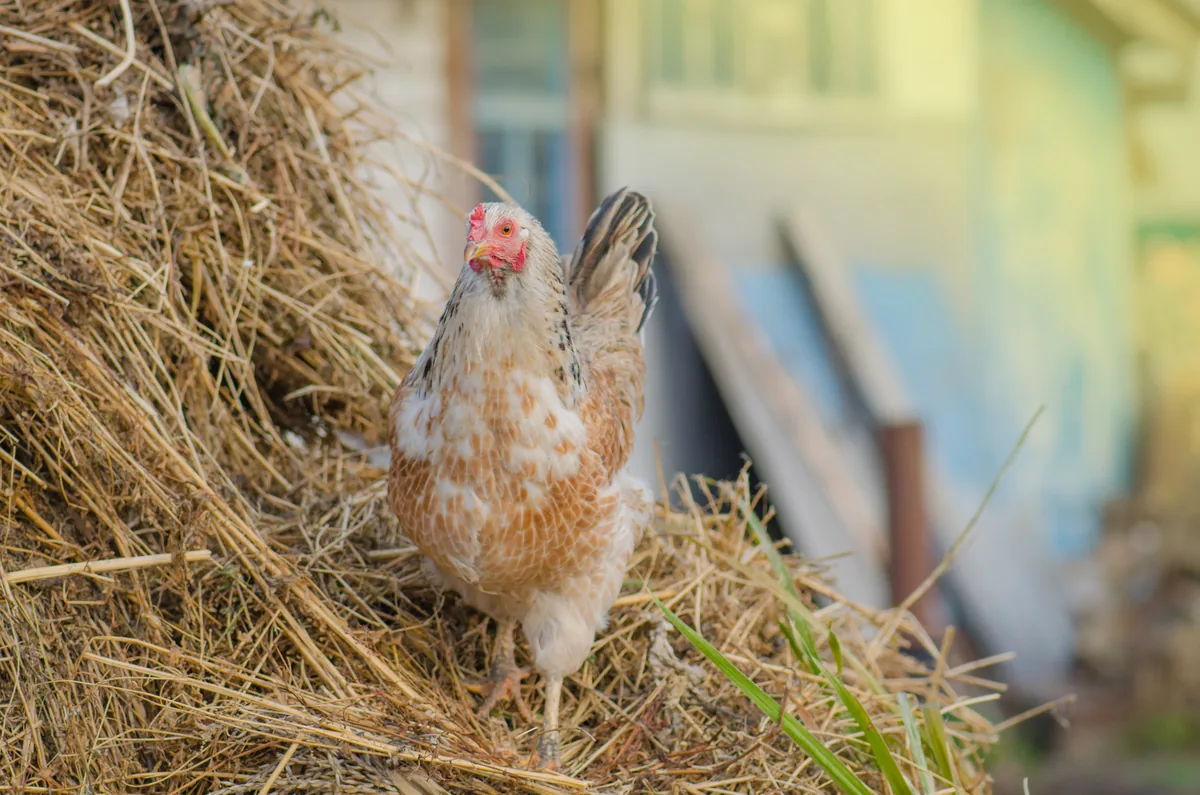 Poules sur une litière absorbante à l'intérieur du poulailler