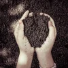 Terre de jardin vivante tenue dans les mains