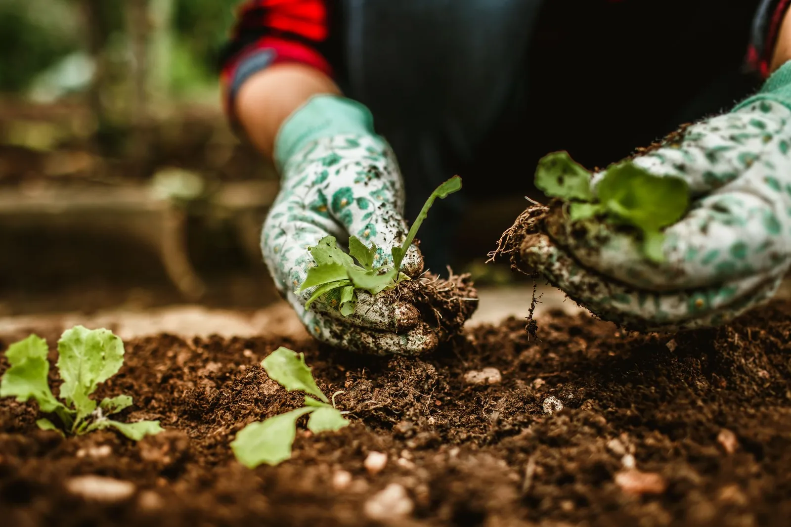 Jeunes plants installés dans un sol couvert, sans retournement