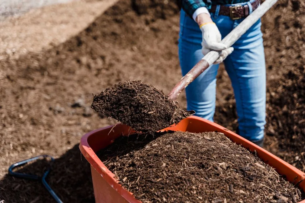 Compost mûr apporté à la brouette pour nourrir le sol en surface