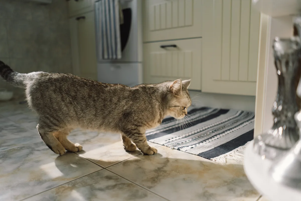 Chat sortant de son bac à litière dans un intérieur