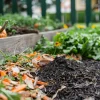 Planche de potager paillée à l'automne avant l'hiver