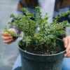 Arbuste en conteneur prêt à être planté à l'automne