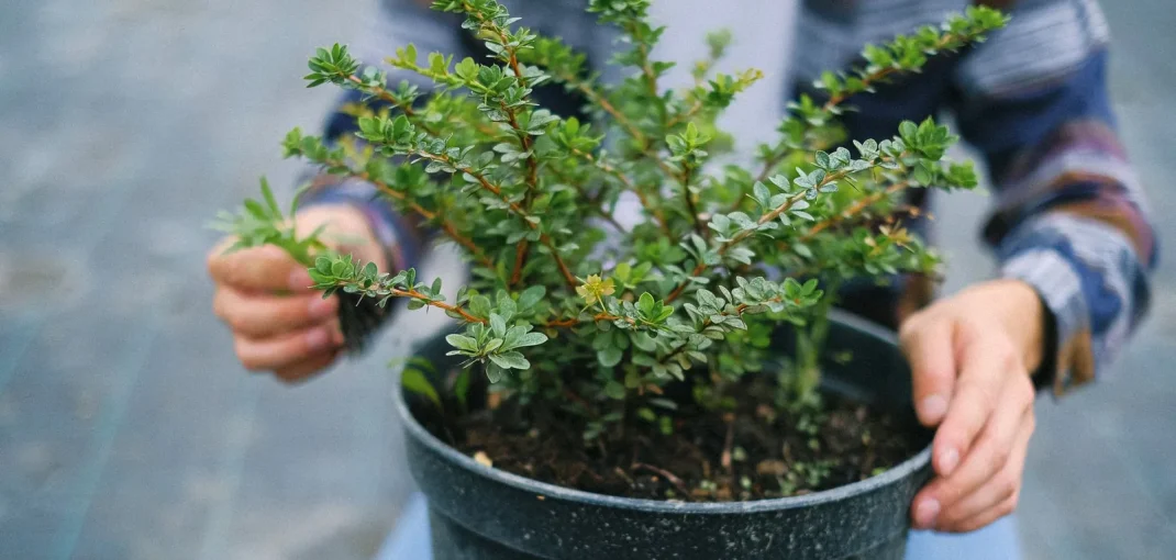 Arbuste en conteneur prêt à être planté à l'automne