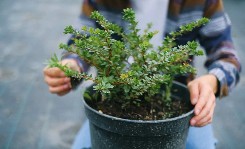 Arbuste en conteneur prêt à être planté à l'automne