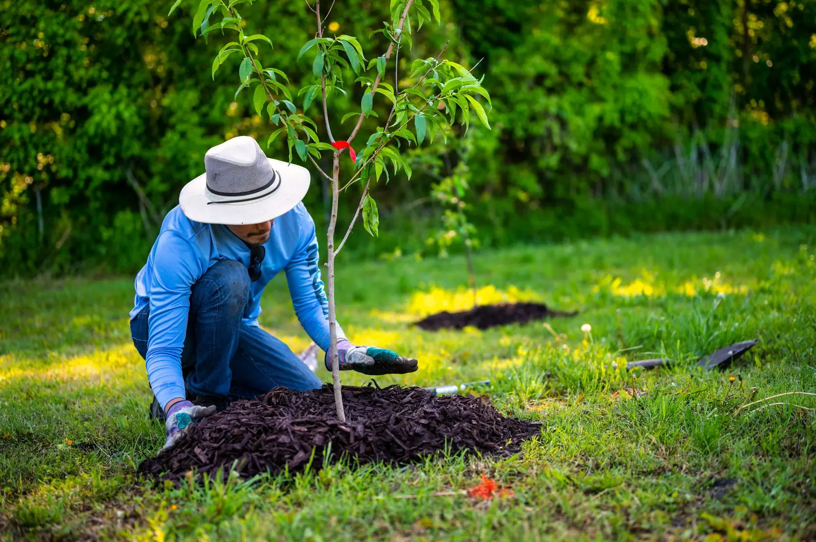 Paillage disposé en couronne au pied d'un jeune arbre