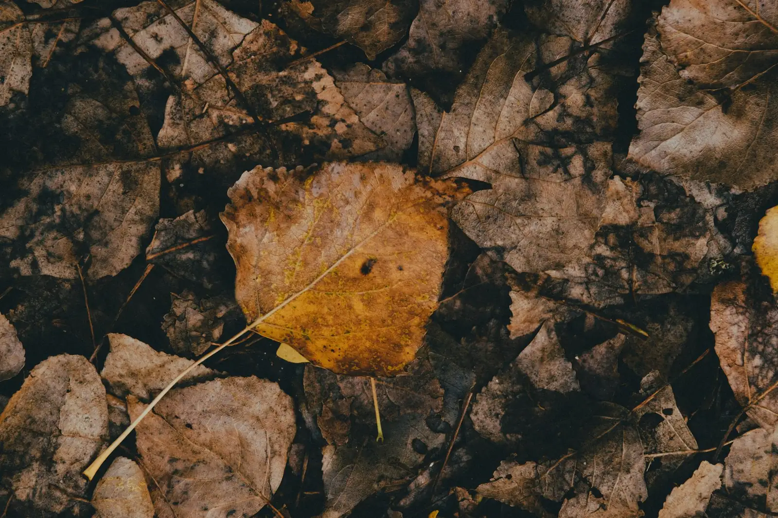 Feuilles d'automne au sol dans un jardin