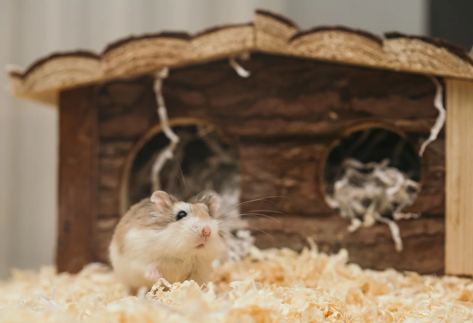 Cage de petit animal garnie d'une litière absorbante