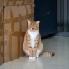 Chat assis à côté de son bac à litière