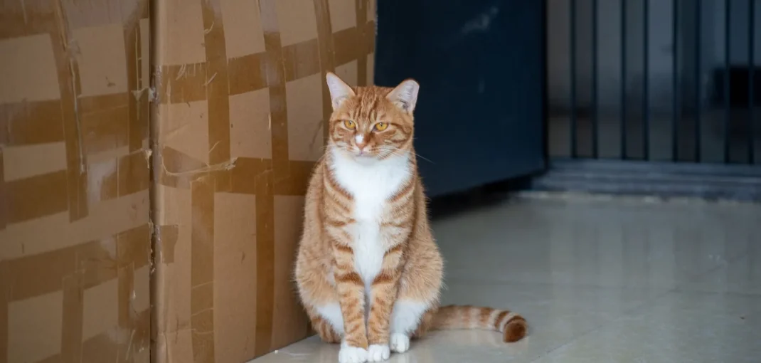 Chat assis à côté de son bac à litière