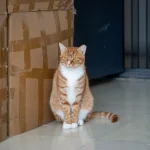 Chat assis à côté de son bac à litière