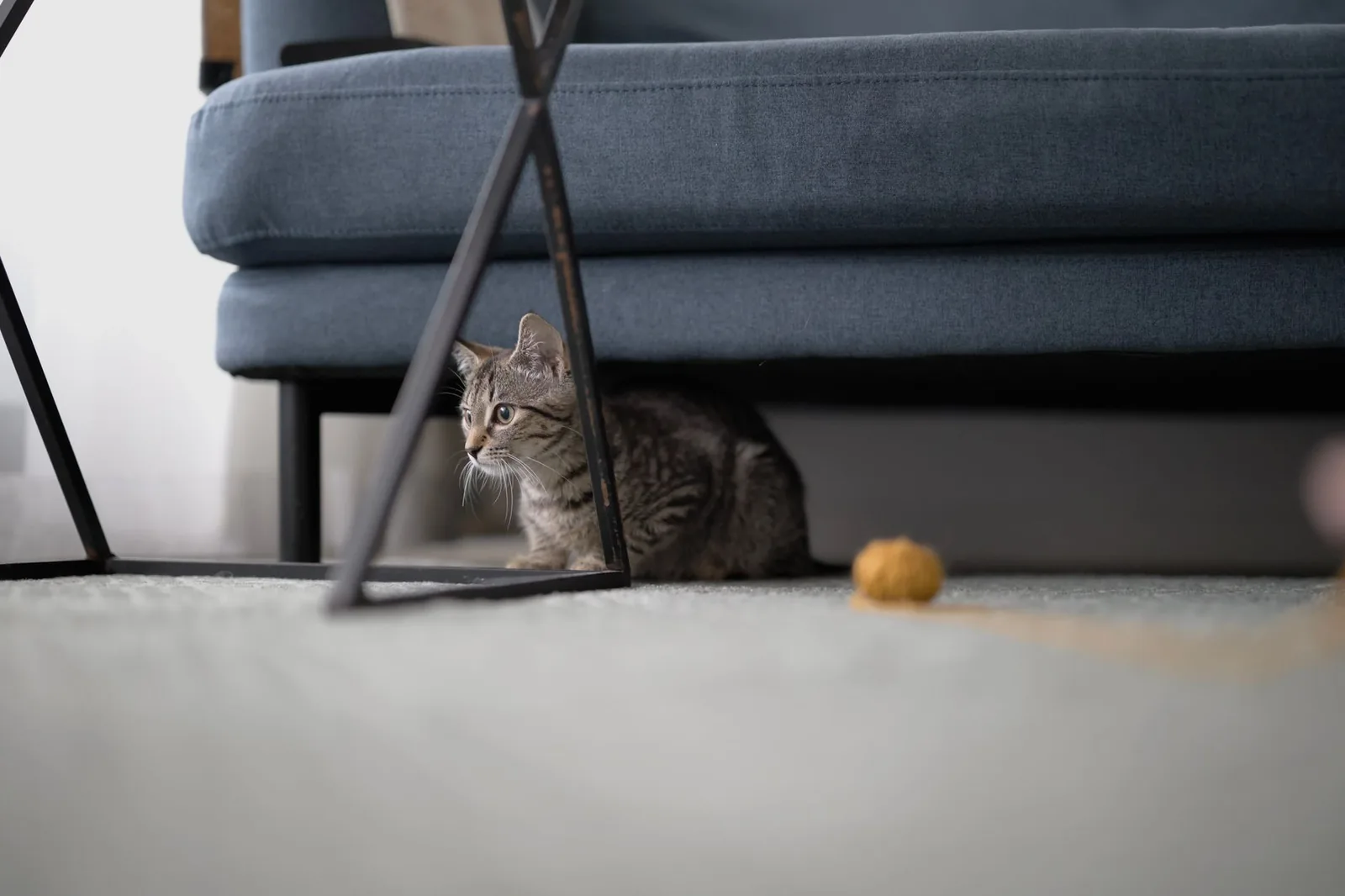Chat qui se cache dans la maison
