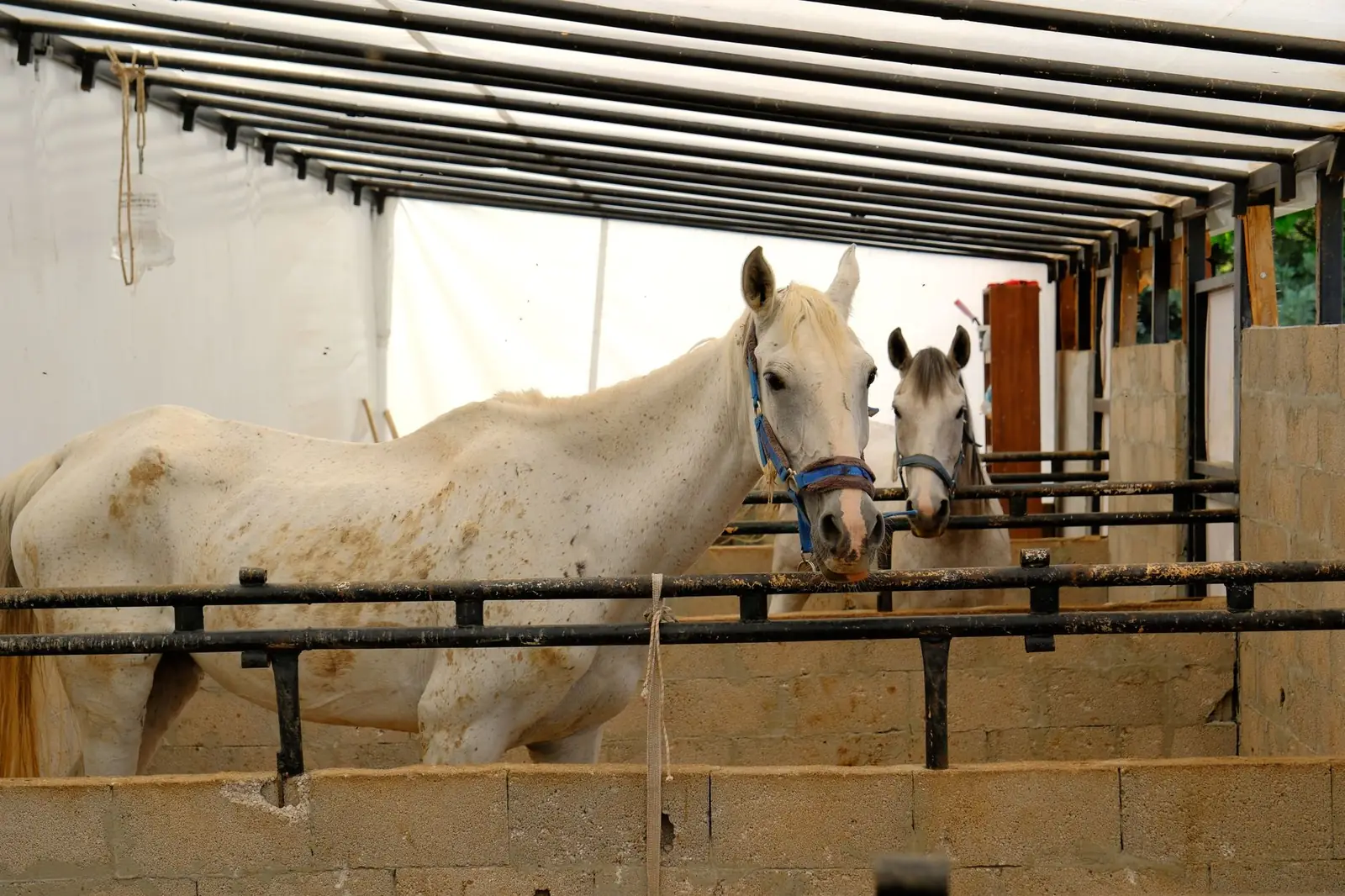 Cheval au repos sur une litière propre et sèche