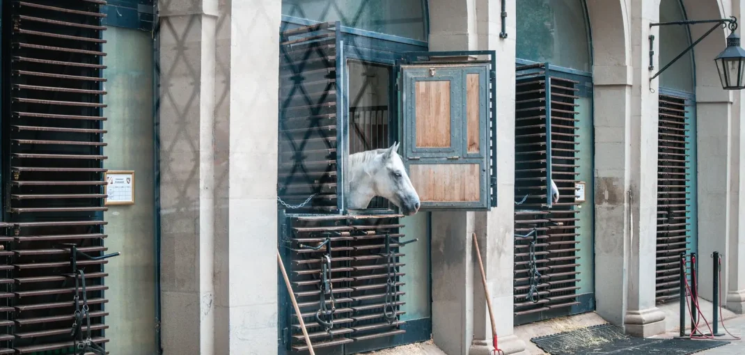 Curage quotidien d'un box de cheval à la fourche