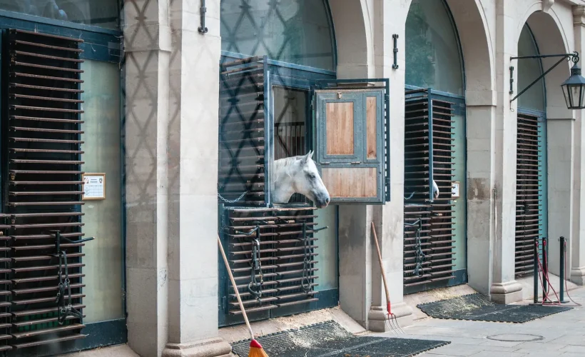 Curage quotidien d'un box de cheval à la fourche