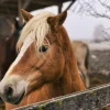 Cheval à l'abri sous un hangar par temps froid et humide en hiver
