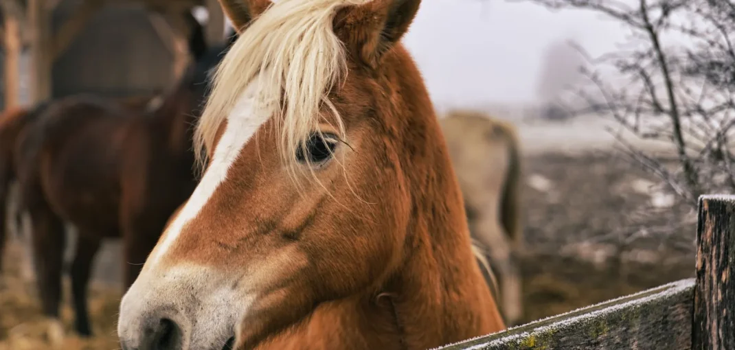 Cheval à l'abri sous un hangar par temps froid et humide en hiver