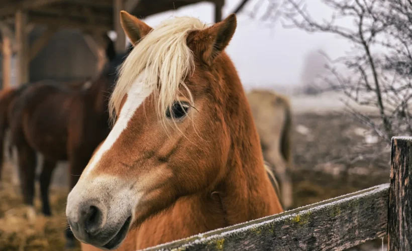 Cheval à l'abri sous un hangar par temps froid et humide en hiver
