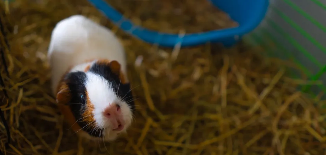 Cochon d'Inde dans sa cage garnie de litière végétale