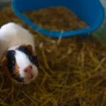 Cochon d'Inde dans sa cage garnie de litière végétale