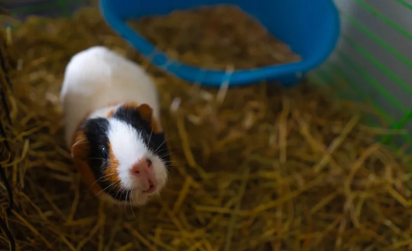 Cochon d'Inde dans sa cage garnie de litière végétale